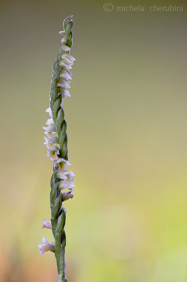 Spiranthes spiralis